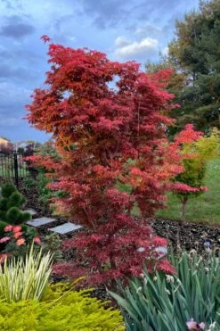 Gable's Glory Chameleon Japanese Maple - 3 Gallon Pot -Garden Care acer palmatum gables glory japanese maple 6