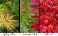 Glowing Embers Japanese Maple - 3 Gallon Pot 12 Glowing Embers Japanese Maple - 3 Gallon Pot -Garden Care acer palmatum glowing embers japanese maple 21