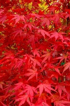 Glowing Embers Japanese Maple - 3 Gallon Pot 16 Glowing Embers Japanese Maple - 3 Gallon Pot -Garden Care acer palmatum glowing embers japanese maple 22