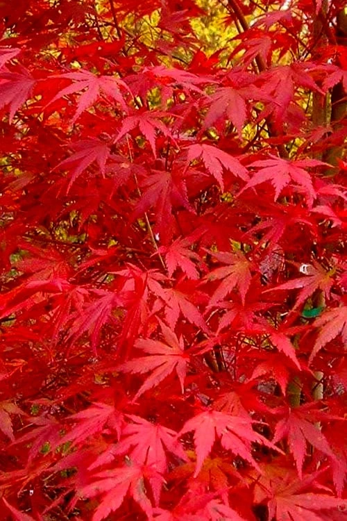 Glowing Embers Japanese Maple - 3 Gallon Pot 8 Glowing Embers Japanese Maple - 3 Gallon Pot - Image 8