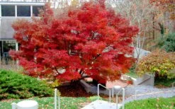 Glowing Embers Japanese Maple - 3 Gallon Pot 17 Glowing Embers Japanese Maple - 3 Gallon Pot -Garden Care acer palmatum glowing embers japanese maple 24