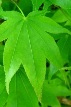 Hogyoku Japanese Maple - 1 Gallon Pot -Garden Care acer palmatum hogyoku japanese maple 4