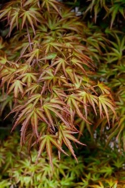 Eagle's Claw Japanese Maple - (Acer Palmatum 'Kamagata') - 5 Gallon Pot -Garden Care acer palmatum kamagata eagles claw japanese maple 2