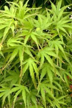 Eagle's Claw Japanese Maple - (Acer Palmatum 'Kamagata') - 2 Gallon Pot -Garden Care acer palmatum kamagata eagles claw japanese maple 3 1