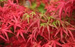 Eagle's Claw Japanese Maple - (Acer Palmatum 'Kamagata') - 2 Gallon Pot -Garden Care acer palmatum kamagata eagles claw japanese maple 4 1