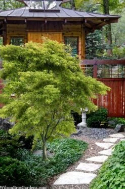 Eagle's Claw Japanese Maple - (Acer Palmatum 'Kamagata') - 2 Gallon Pot