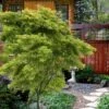 Eagle's Claw Japanese Maple - (Acer Palmatum 'Kamagata') - 5 Gallon Pot