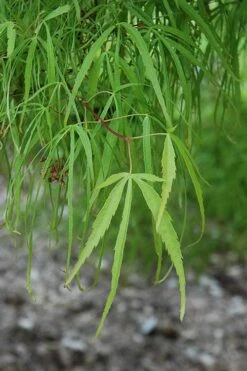 Koto No Ito Japanese Maple - 3 Gallon Pot -Garden Care acer palmatum koto no ito japanese maple 10 1