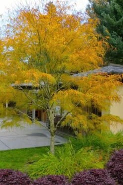 Koto No Ito Japanese Maple - 3 Gallon Pot