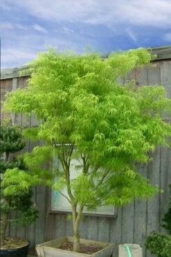 Koto No Ito Japanese Maple - 1 Gallon Pot -Garden Care acer palmatum koto no ito japanese maple 12