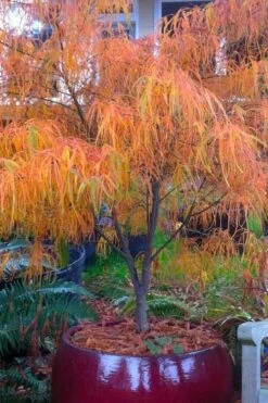 Koto No Ito Japanese Maple - 3 Gallon Pot -Garden Care acer palmatum koto no ito japanese maple 14 1