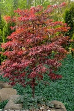 Lionheart Japanese Maple - 5 Gallon Pot -Garden Care acer palmatum lion heart japanese maple 7