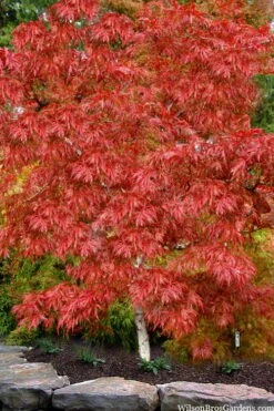 Lionheart Japanese Maple - 5 Gallon Pot -Garden Care acer palmatum lion heart japanese maple 8