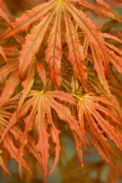 Crescent Moon Japanese Maple (Acer Palmatum 'Mikazuki') - 5 Gallon Pot -Garden Care acer palmatum mikazuki japanese maple 4