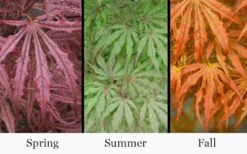 Crescent Moon Japanese Maple (Acer Palmatum 'Mikazuki') - 5 Gallon Pot -Garden Care acer palmatum mikazuki japanese maple 5