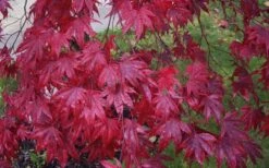 Moonfire Japanese Maple - 5 Gallon Pot 11 Moonfire Japanese Maple - 5 Gallon Pot -Garden Care acer palmatum moonfire japanese maple 3