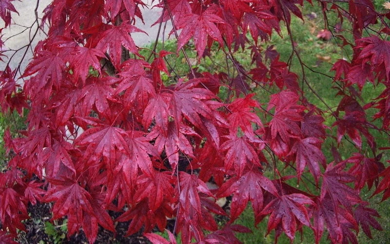 Moonfire Japanese Maple - 5 Gallon Pot 6 Moonfire Japanese Maple - 5 Gallon Pot - Image 6