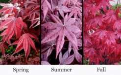 Moonfire Japanese Maple - 5 Gallon Pot 9 Moonfire Japanese Maple - 5 Gallon Pot -Garden Care acer palmatum moonfire japanese maple 4