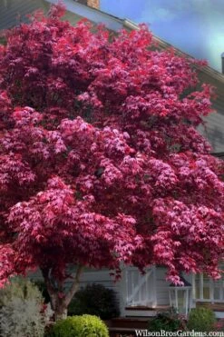 Featured Products 19 Moonfire Japanese Maple - 5 Gallon Pot