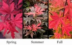 Orion Dwarf Red Japanese Maple - 5 Gallon Pot -Garden Care acer palmatum orion japanese maple 10 1