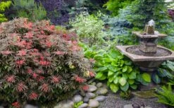 Orion Dwarf Red Japanese Maple - 1 Gallon Pot -Garden Care acer palmatum orion japanese maple 6
