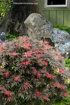 Orion Dwarf Red Japanese Maple - 5 Gallon Pot -Garden Care acer palmatum orion japanese maple 7 1