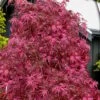 Pink Ballerina Japanese Maple - 3 Gallon Pot