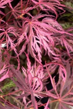 Pink Ballerina Japanese Maple - 3 Gallon Pot -Garden Care acer palmatum pink ballerina 3