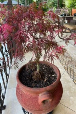 Pink Ballerina Japanese Maple - 3 Gallon Pot -Garden Care acer palmatum pink ballerina japanese maple 4
