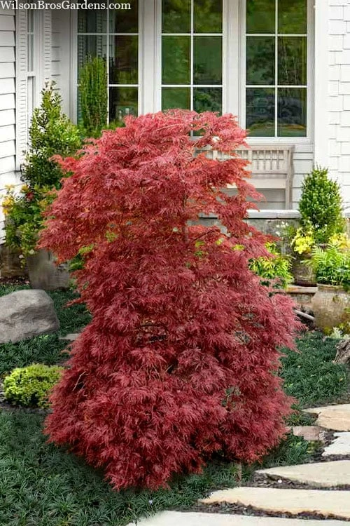 Red Filigree Lace Weeping Japanese Maple - 2 Gallon Pot 1 Red Filigree Lace Weeping Japanese Maple - 2 Gallon Pot