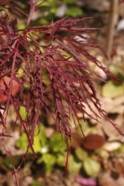 Red Filigree Lace Weeping Japanese Maple - 2 Gallon Pot 14 Red Filigree Lace Weeping Japanese Maple - 2 Gallon Pot -Garden Care acer palmatum red filigree japanese maple 2 1