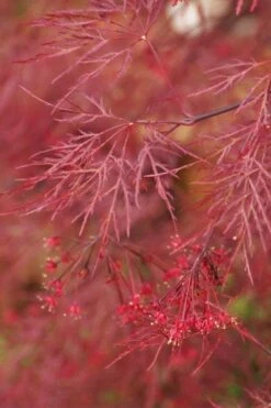 Red Filigree Lace Weeping Japanese Maple - 3 Gallon Pot -Garden Care acer palmatum red filigree japanese maple 4
