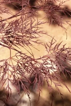 Red Filigree Lace Weeping Japanese Maple - 2 Gallon Pot 15 Red Filigree Lace Weeping Japanese Maple - 2 Gallon Pot -Garden Care acer palmatum red filigree japanese maple 5 1