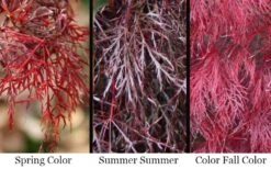 Red Filigree Lace Weeping Japanese Maple - 2 Gallon Pot 12 Red Filigree Lace Weeping Japanese Maple - 2 Gallon Pot -Garden Care acer palmatum red filigree japanese maple 7 1