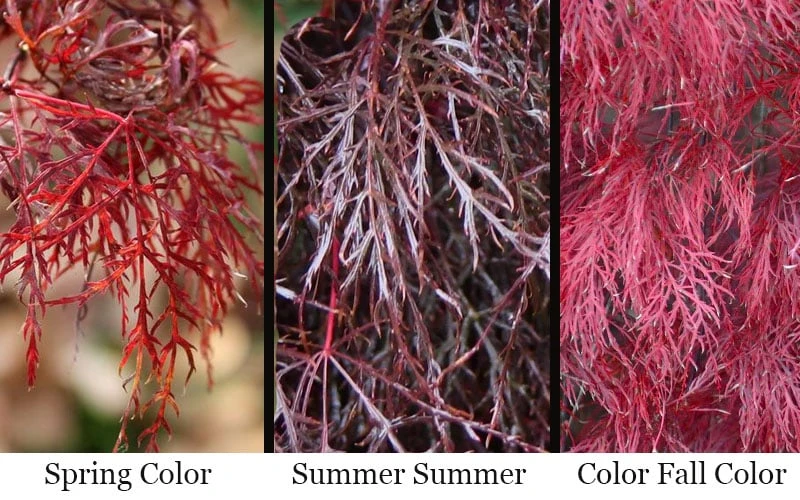 Red Filigree Lace Weeping Japanese Maple - 2 Gallon Pot 4 Red Filigree Lace Weeping Japanese Maple - 2 Gallon Pot - Image 4