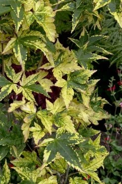 Sagara Nishiki Japanese Maple - 2 Gallon Pot -Garden Care acer palmatum sagara nishiki japanese maple 7