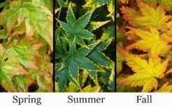 Sagara Nishiki Japanese Maple - 2 Gallon Pot -Garden Care acer palmatum sagara nishiki japanese maple 8