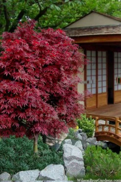 Shaina Dwarf Red Japanese Maple - 5 Gallon Pot -Garden Care acer palmatum shaina japanese maple 11 2
