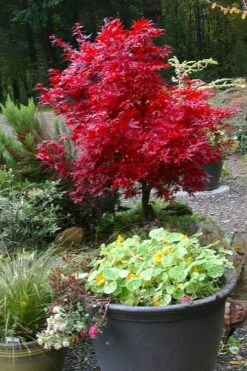 Shaina Dwarf Red Japanese Maple (Single Trunk / Standard) - 3 Gallon Pot -Garden Care acer palmatum shaina japanese maple 12