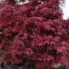 Shaina Dwarf Red Japanese Maple - 3 Gallon Pot