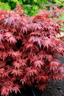 Shaina Dwarf Red Japanese Maple - 5 Gallon Pot -Garden Care acer palmatum shaina japanese maple 7 2