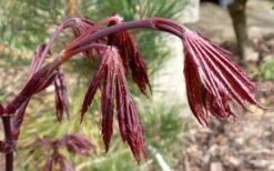 Trompenburg Japanese Maple - 5 Gallon Pot -Garden Care acer palmatum shirasawanum trompenburg japanese maple 1