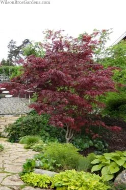 Trompenburg Japanese Maple - 5 Gallon Pot -Garden Care acer palmatum shirasawanum trompenburg japanese maple 10