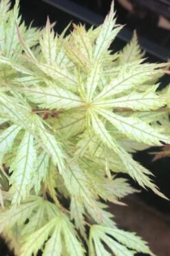 Sister Ghost Japanese Maple - 3 Gallon Pot (4-5') 15 Sister Ghost Japanese Maple - 3 Gallon Pot (4-5') -Garden Care acer palmatum sister ghost japanese maple 12