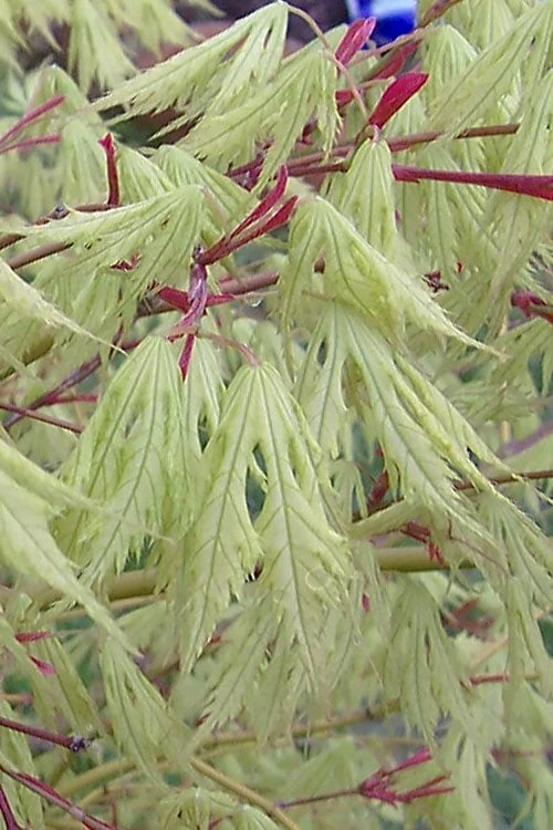 Sister Ghost Japanese Maple - 3 Gallon Pot (4-5') 1 Sister Ghost Japanese Maple - 3 Gallon Pot (4-5')