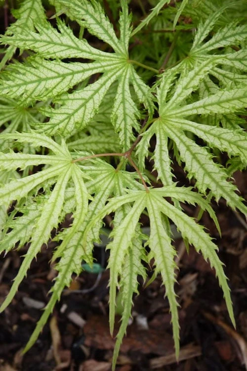 Sister Ghost Japanese Maple - 3 Gallon Pot (4-5') 10 Sister Ghost Japanese Maple - 3 Gallon Pot (4-5') - Image 10