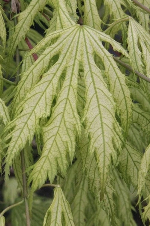 Sister Ghost Japanese Maple - 3 Gallon Pot (4-5') 9 Sister Ghost Japanese Maple - 3 Gallon Pot (4-5') - Image 9