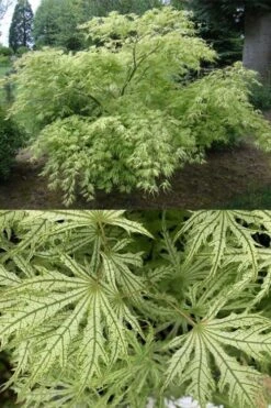Sister Ghost Japanese Maple - 3 Gallon Pot (4-5') 14 Sister Ghost Japanese Maple - 3 Gallon Pot (4-5') -Garden Care acer palmatum sister ghost japanese maple 5