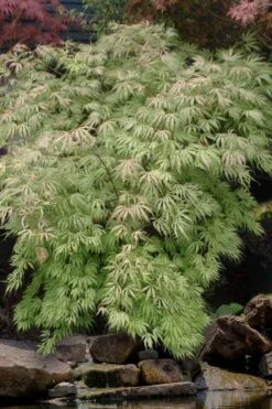 Sister Ghost Japanese Maple - 3 Gallon Pot (4-5') 17 Sister Ghost Japanese Maple - 3 Gallon Pot (4-5') -Garden Care acer palmatum sister ghost japanese maple 8