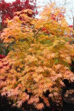 Sister Ghost Japanese Maple - 3 Gallon Pot (4-5') 16 Sister Ghost Japanese Maple - 3 Gallon Pot (4-5') -Garden Care acer palmatum sister ghost japanese maple 9